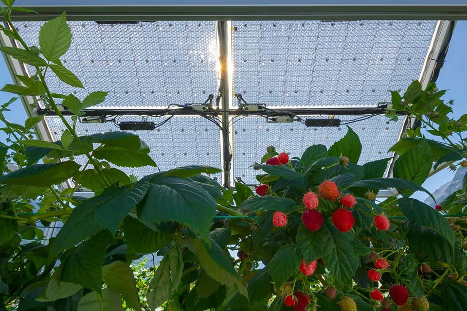 Paneles solares transparentes o semitransparentes para las paredes de los  invernaderos